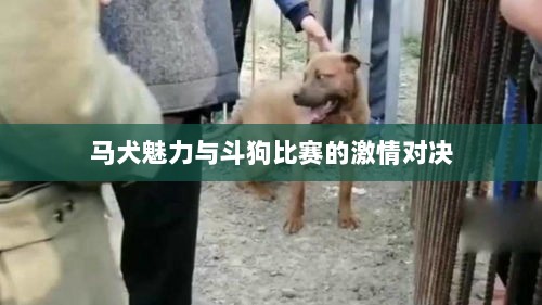 马犬魅力与斗狗比赛的激情对决