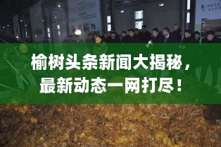 榆树头条新闻大揭秘，最新动态一网打尽！