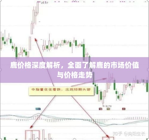 鹿价格深度解析，全面了解鹿的市场价值与价格走势