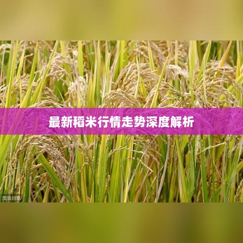 最新稻米行情走势深度解析