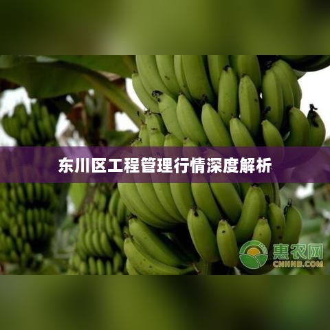 东川区工程管理行情深度解析