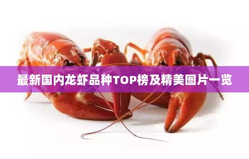 最新国内龙虾品种TOP榜及精美图片一览