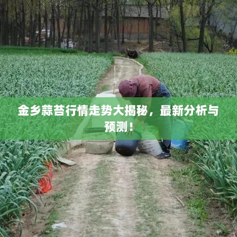 金乡蒜苔行情走势大揭秘，最新分析与预测！