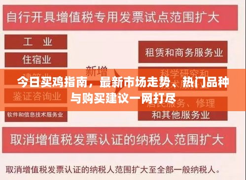 今日买鸡指南，最新市场走势、热门品种与购买建议一网打尽