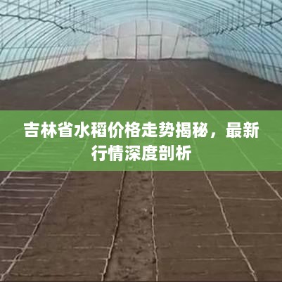 吉林省水稻价格走势揭秘，最新行情深度剖析