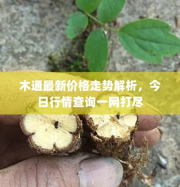 木通最新价格走势解析，今日行情查询一网打尽