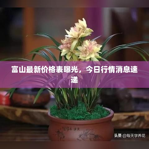 富山最新价格表曝光，今日行情消息速递