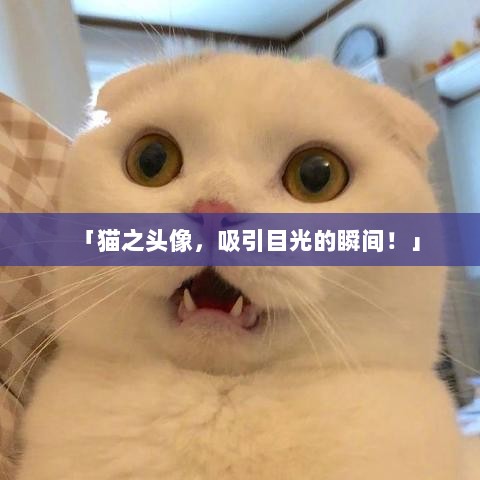 「猫之头像，吸引目光的瞬间！」