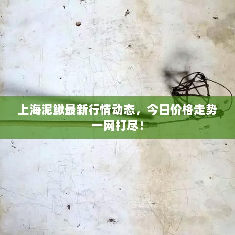 上海泥鳅最新行情动态，今日价格走势一网打尽！