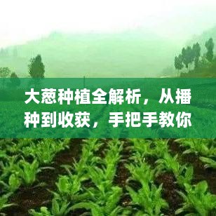 大葱种植全解析，从播种到收获，手把手教你种葱秘籍