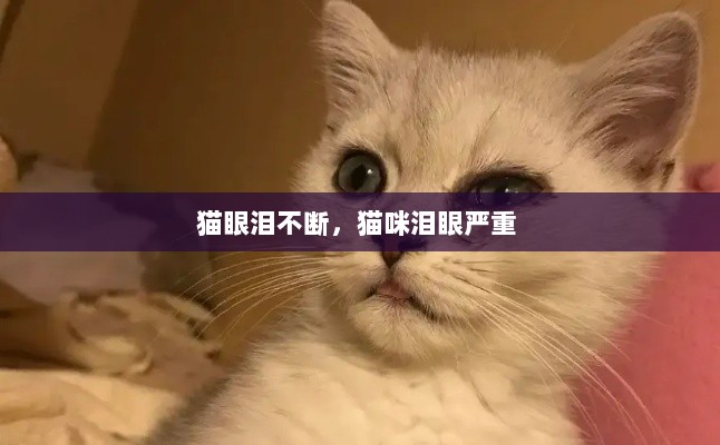 猫眼泪不断，猫咪泪眼严重 