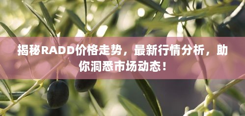 揭秘RADD价格走势，最新行情分析，助你洞悉市场动态！