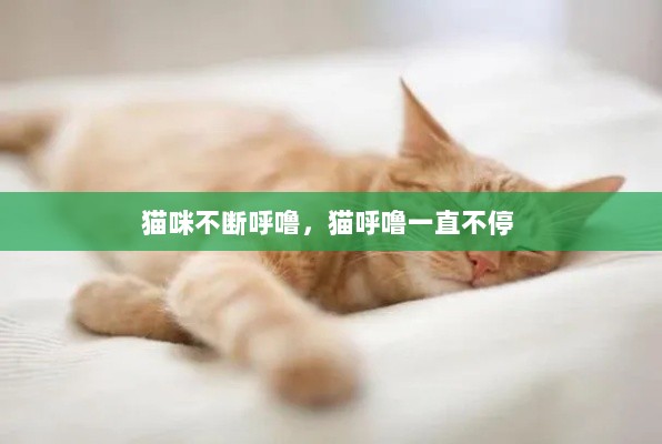 猫咪不断呼噜，猫呼噜一直不停 